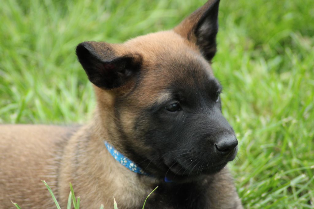 La Casa Des Crocs Vifs - Chiots disponibles - Berger Belge