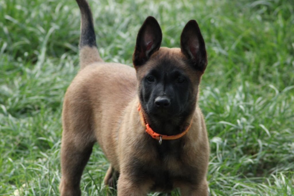 La Casa Des Crocs Vifs - Chiots disponibles - Berger Belge