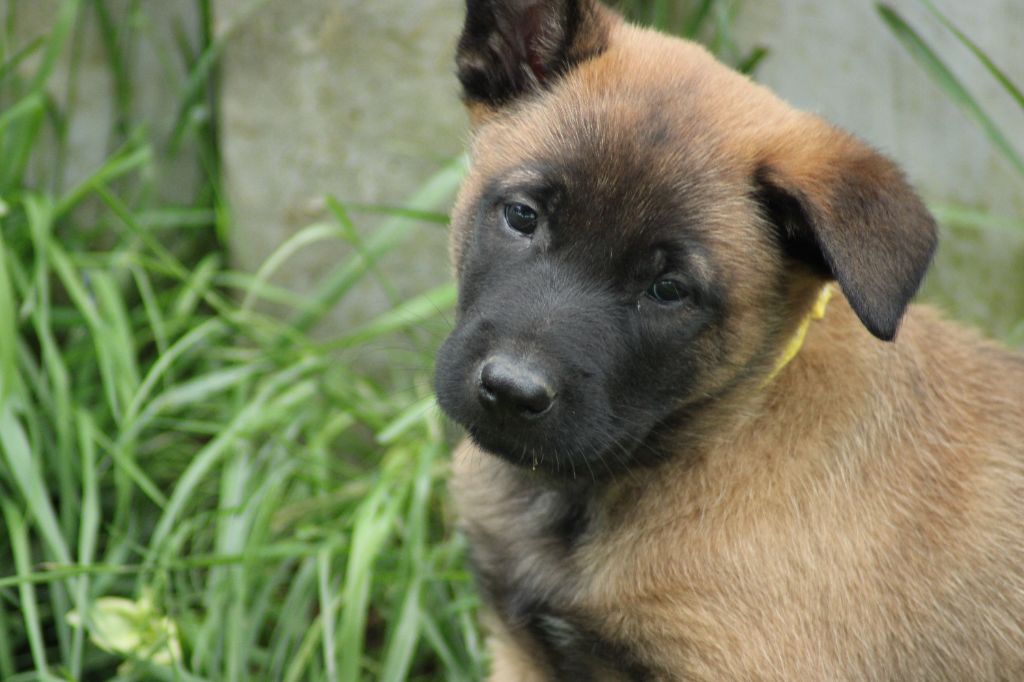 La Casa Des Crocs Vifs - Chiots disponibles - Berger Belge