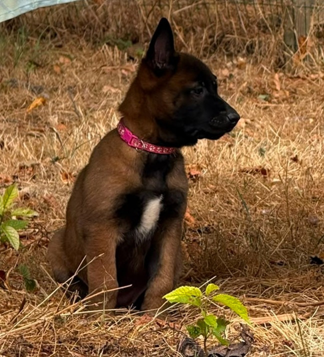 La Casa Des Crocs Vifs - Chiots disponibles - Berger Belge