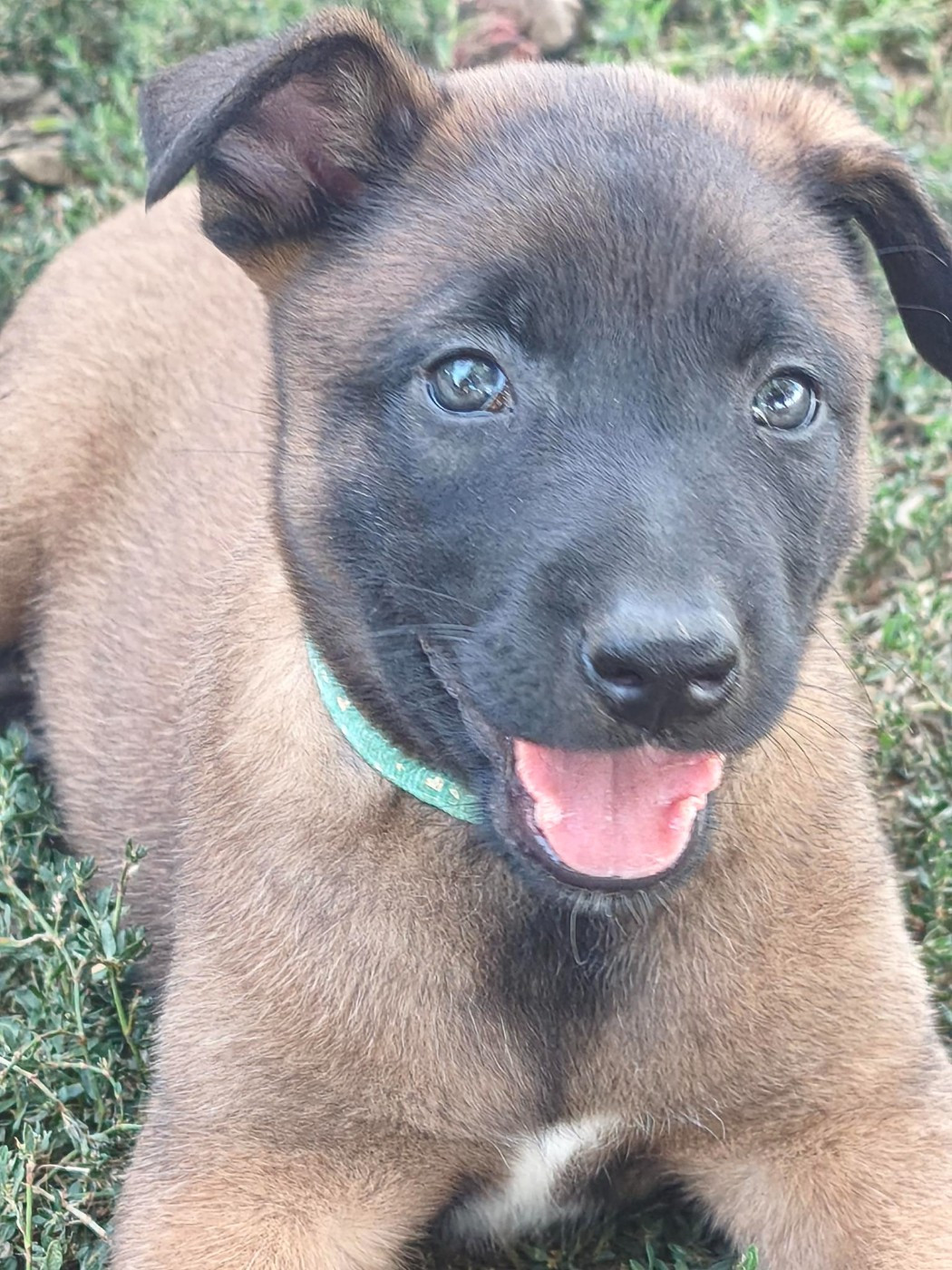 La Casa Des Crocs Vifs - Chiots disponibles - Berger Belge