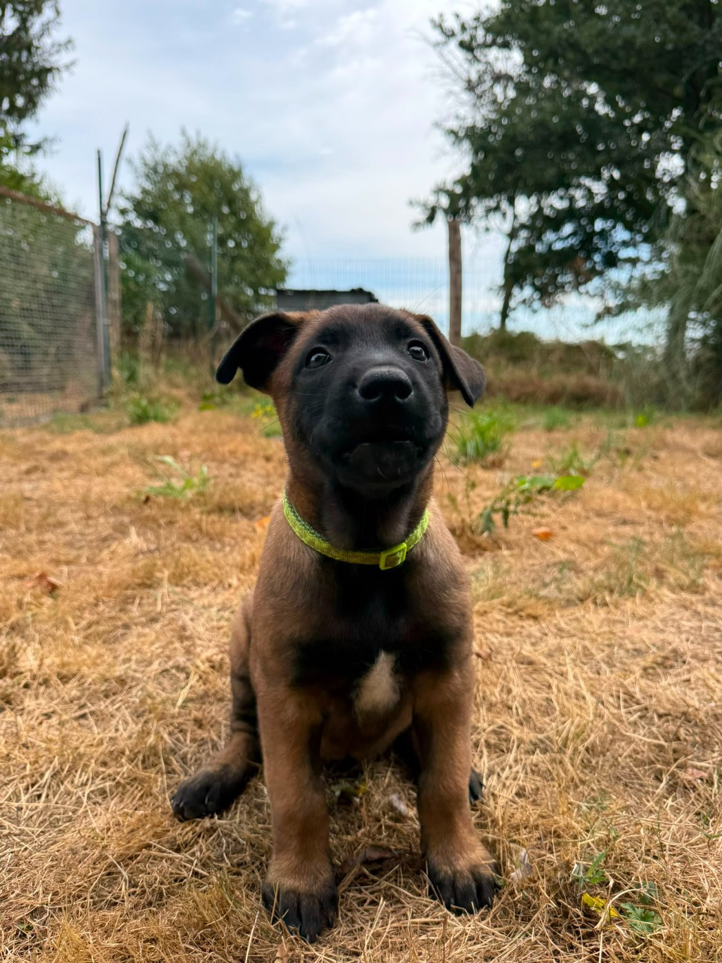 La Casa Des Crocs Vifs - Chiots disponibles - Berger Belge