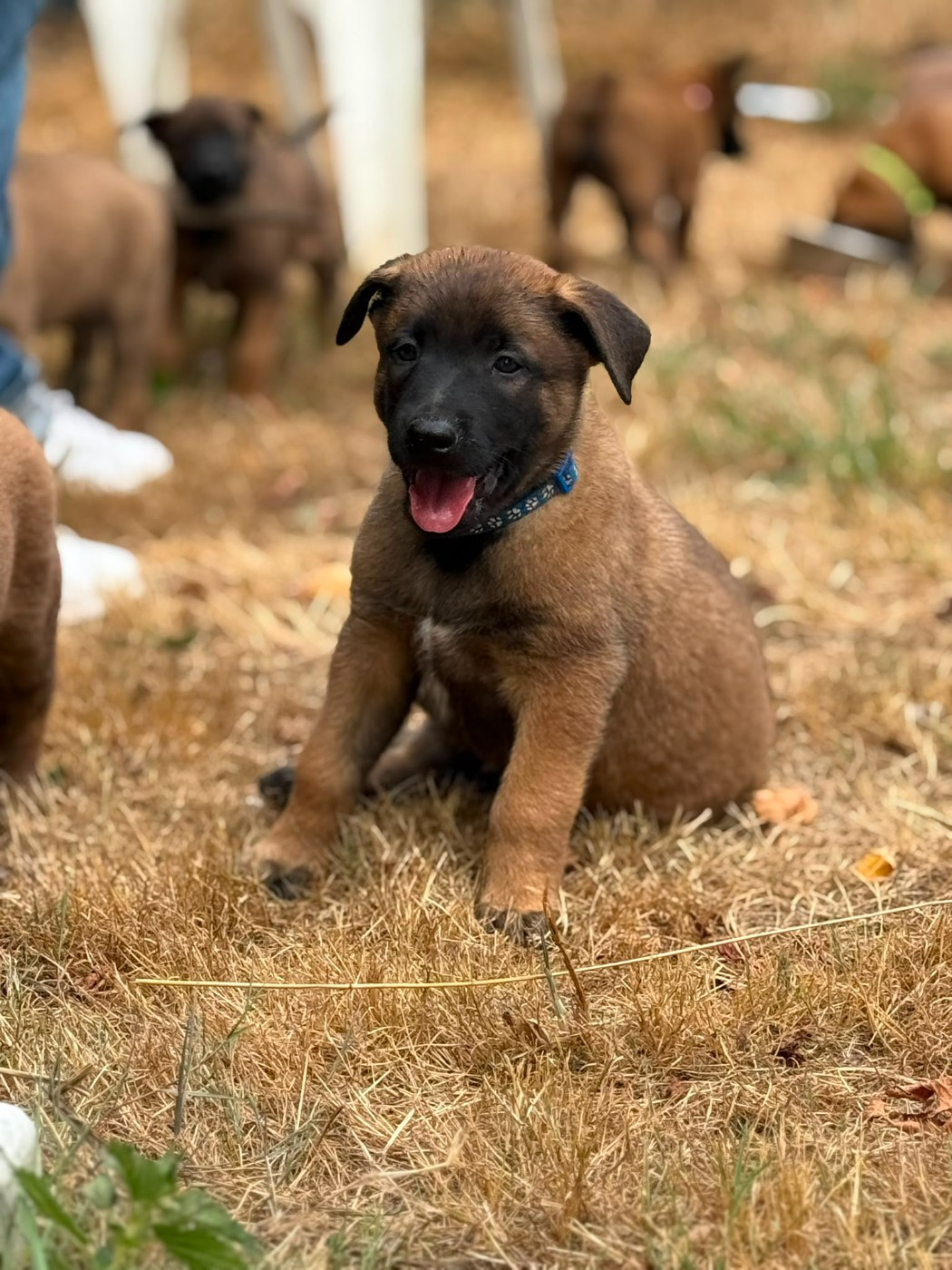 La Casa Des Crocs Vifs - Chiots disponibles - Berger Belge