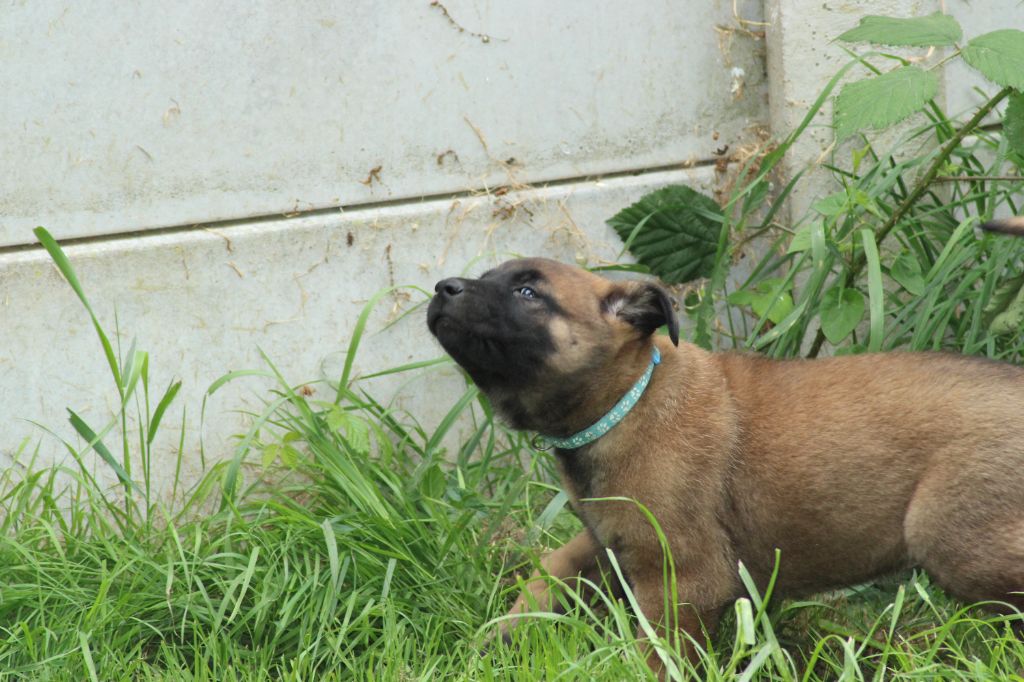 La Casa Des Crocs Vifs - Chiots disponibles - Berger Belge