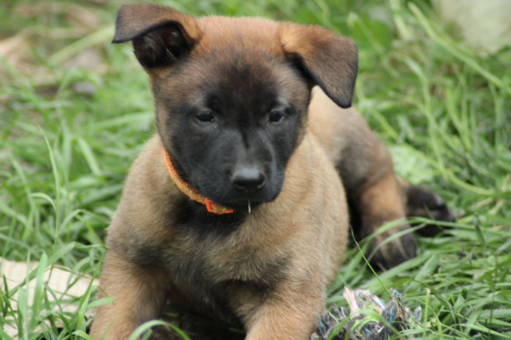 La Casa Des Crocs Vifs - Chiots disponibles - Berger Belge